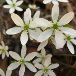 sharp_lobed_hepatica