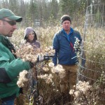 Scott Kuiti (L) of Lake Superior Steelhead Association shows off the cages used to protect conifer plantings along the Knife River in a project funded by the Outdoor Heritage Fund