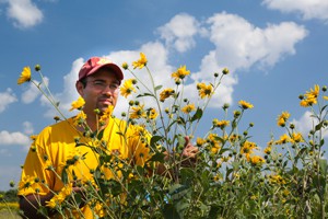 Post-doctoral researcher Michael Kantar is working to develop a perennial sunflower plant that creates both economic and ecological benefits.