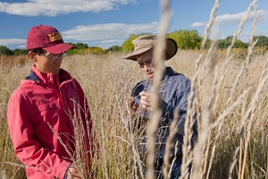 Research associate Xiaofei Zhang and agronomy professor Jim Anderson are part of the team working on a perennial wheatgrass variety that could give wheat growers additional options.