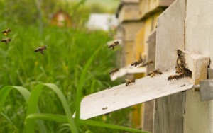 PAN blog honeybees