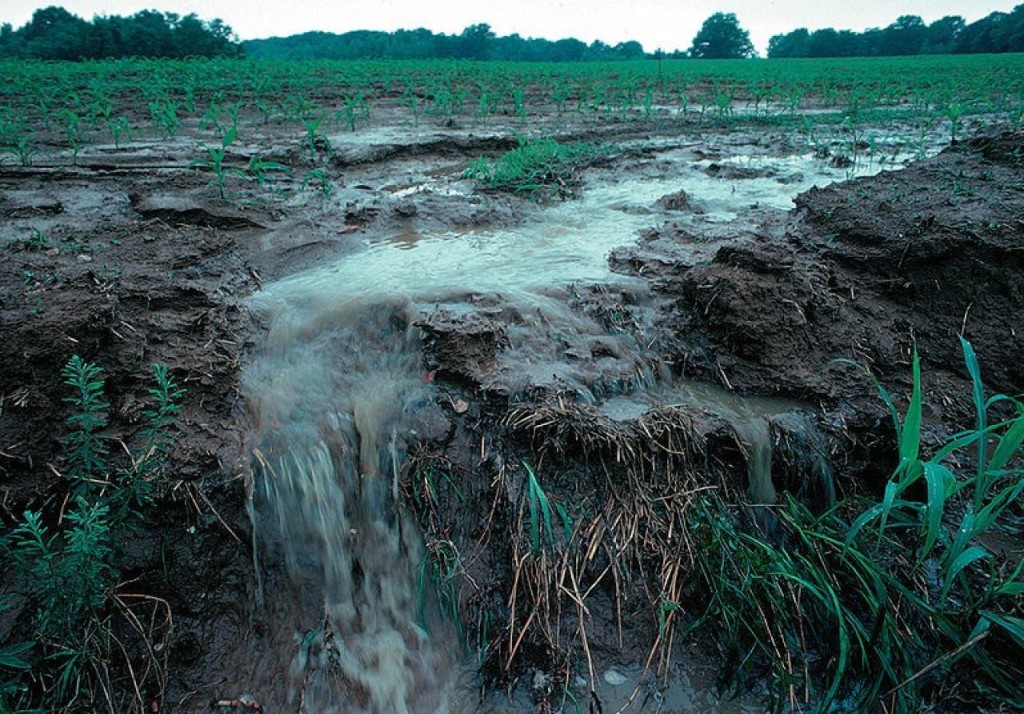 Without a buffer strip of grass or other perennial vegetation, water runs straight off a farm field, carrying phosphorus, nitrogen and sediment into nearby streams, lakes and rivers.