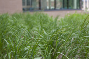 Perennial Biofuel Switchgrass Cr- Great Lakes Bioenergy Reserach Center, Flickr CC