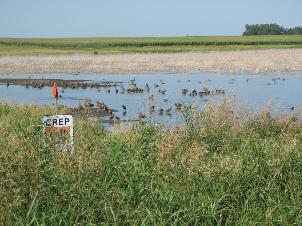 CREP Restored Wetlands cr- MN BWSR