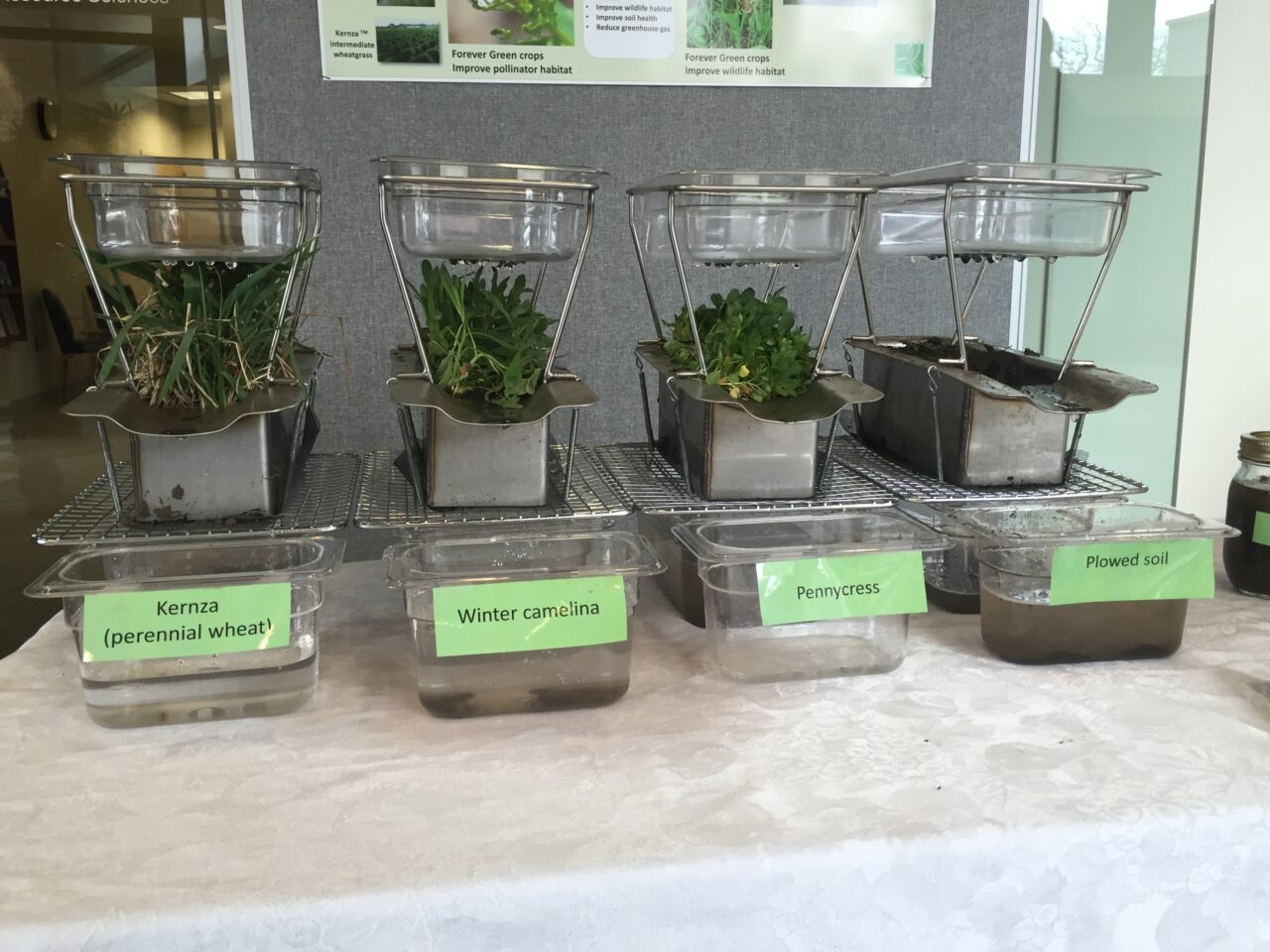 Winter camelina shows promise to restore farmland, fight climate change