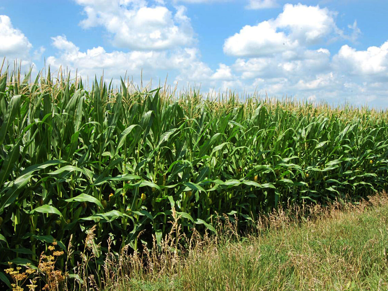 Minnesota needs action on neonic pesticides