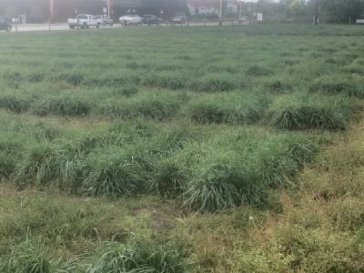 Regenerative crops are rapidly becoming a reality