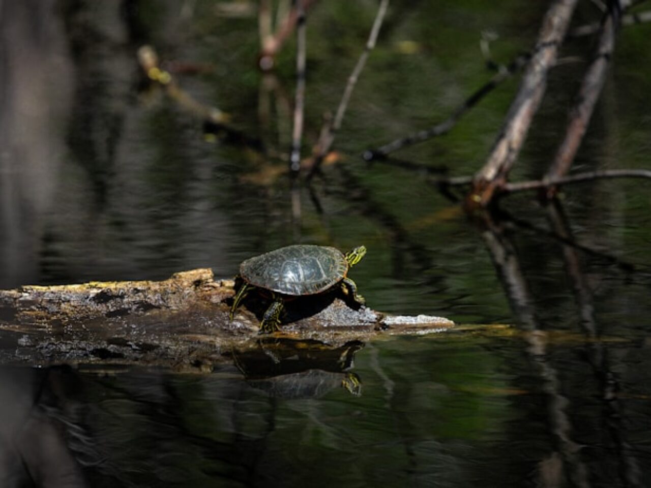 DNR sides with residents against resort expansion