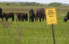 Saving Minnesota’s Grasslands: Conservation, Cattle & Community