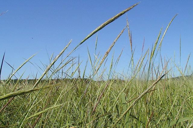 U.S. Steel tries to dodge wild rice protections